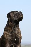 BULLMASTIFF 489